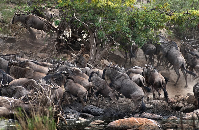 Central Serengeti (Seronera Region)