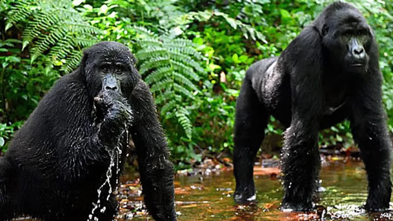 Lowland Gorillas in Congo