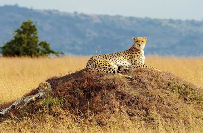 The Big Five of Masai Mara National