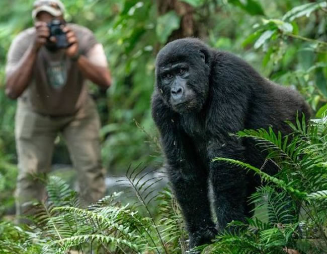 Gorilla trekking Tours in Uganda