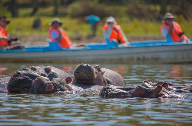 Hippopotamus Lake Naivasha in Kenya