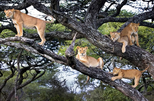 Tree Climbing Lions of Ishasha