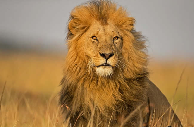 Lion Masai Mara National Reserve