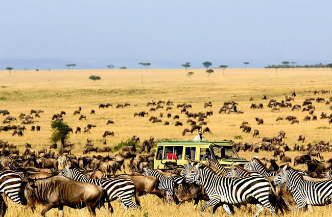 Wildebeest Game drives in Serengeti National Park