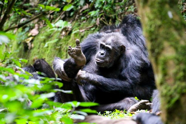 Chimp trekking Uganda