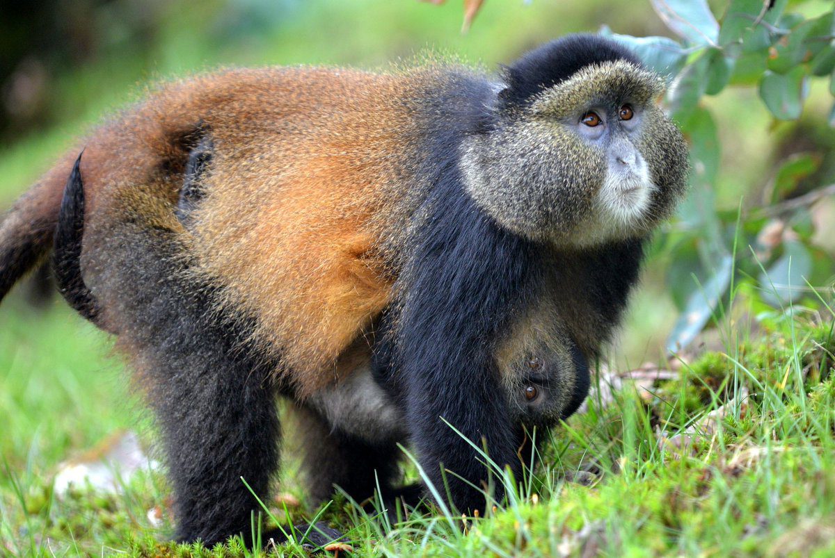 Golden monkey trekking Mgahinga