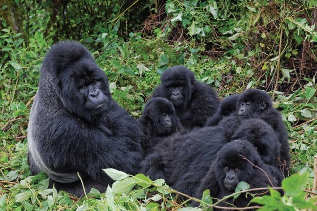 New gorilla families in Bwindi National Park