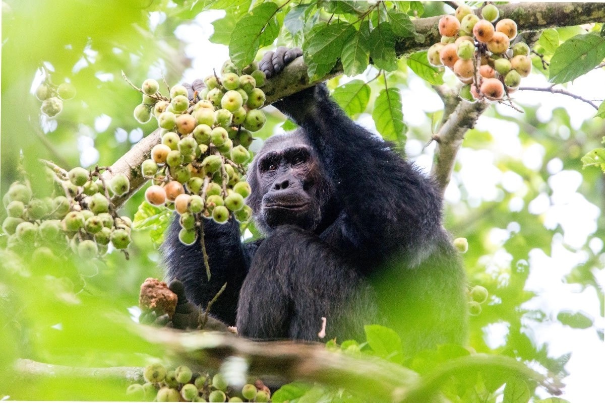 budget chimp tracking