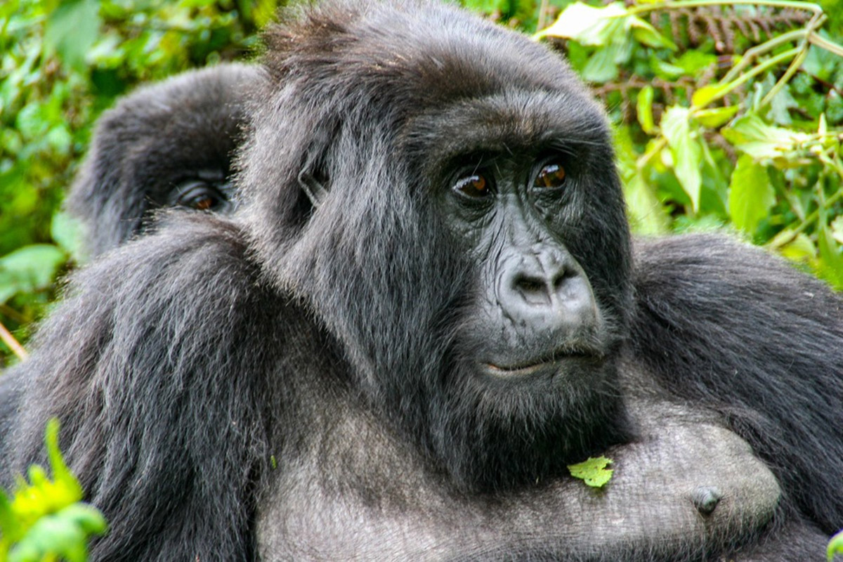 bwindi trekking and habituation of gorillas