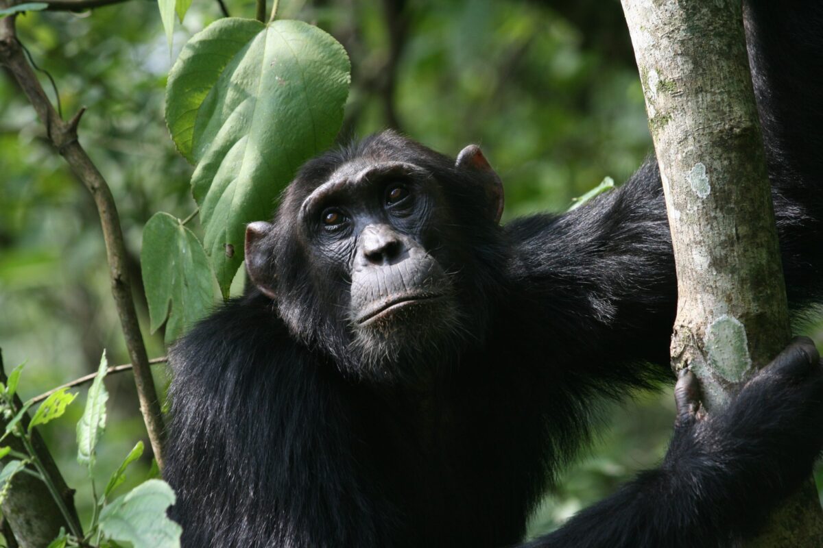 chimpanzee tracking
