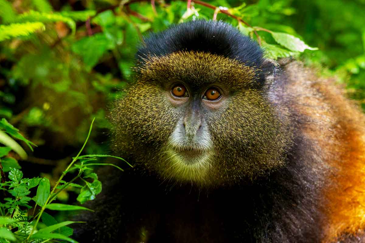 golden monkey tracking