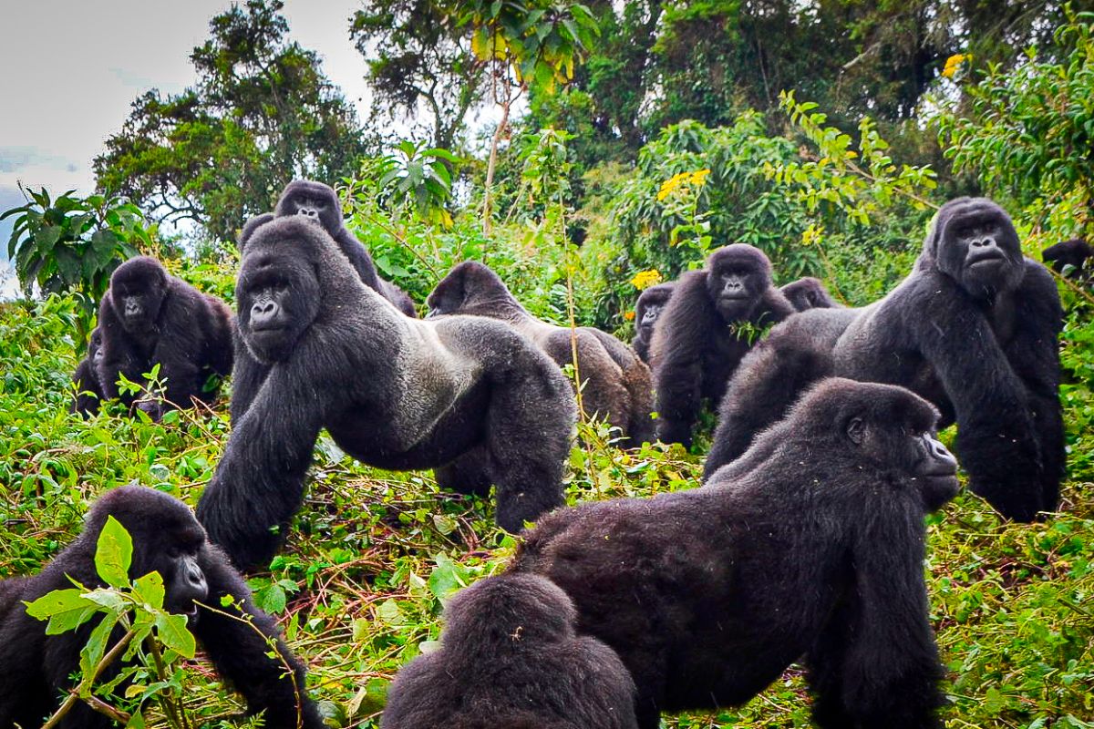 Gorilla families in Buhoma
