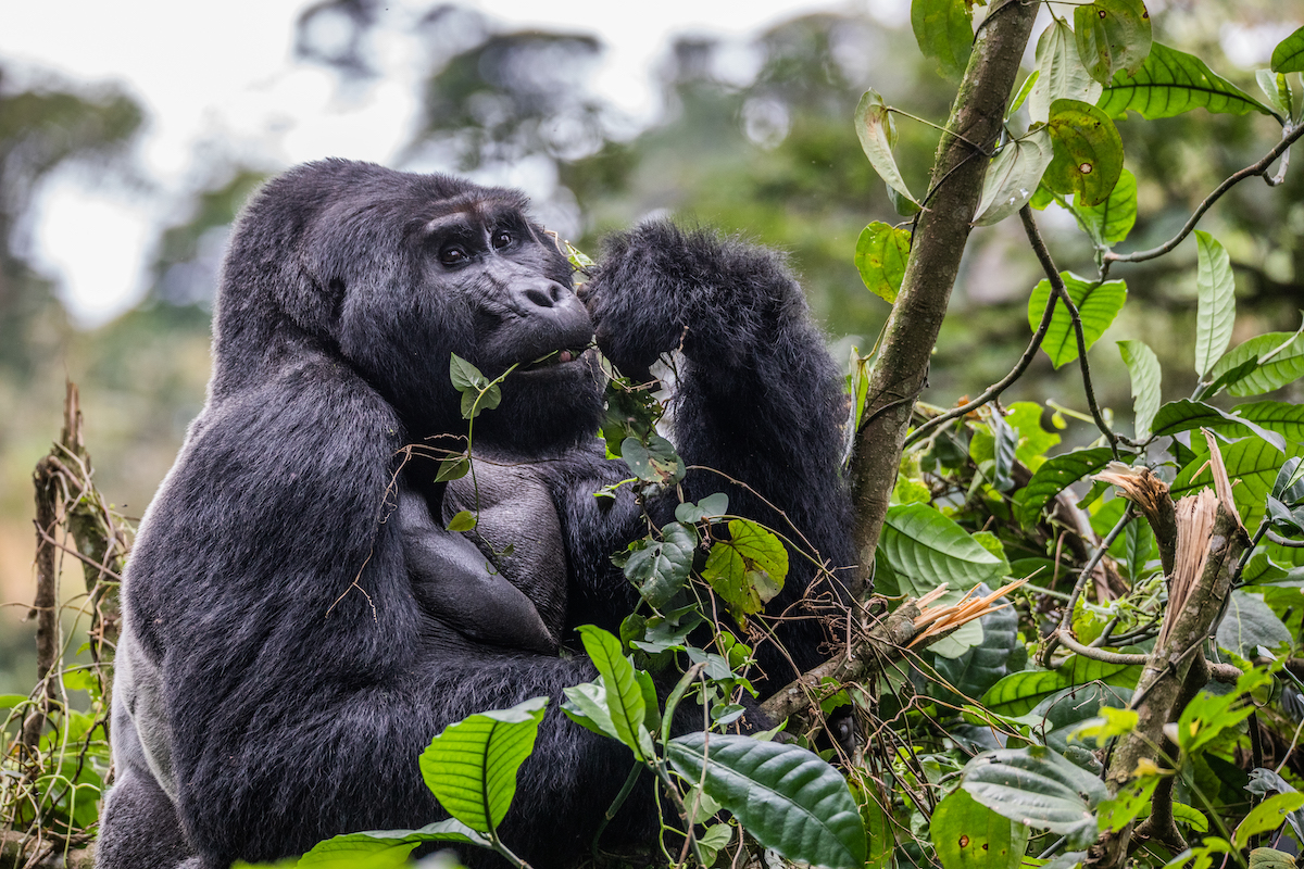 gorilla trekking Congo