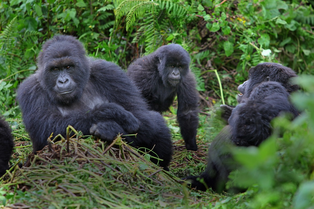 Gorilla trekking in Rushaga
