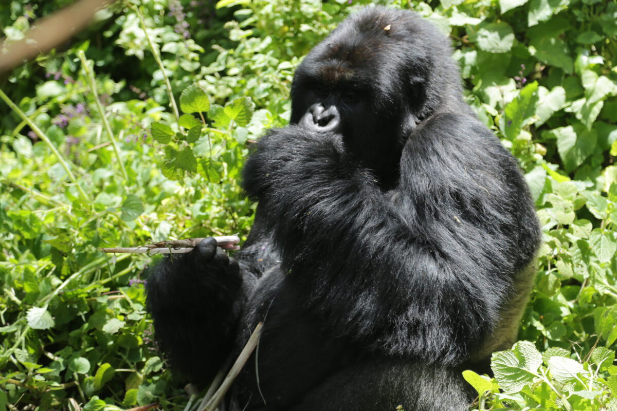 gorilla trekking in summer