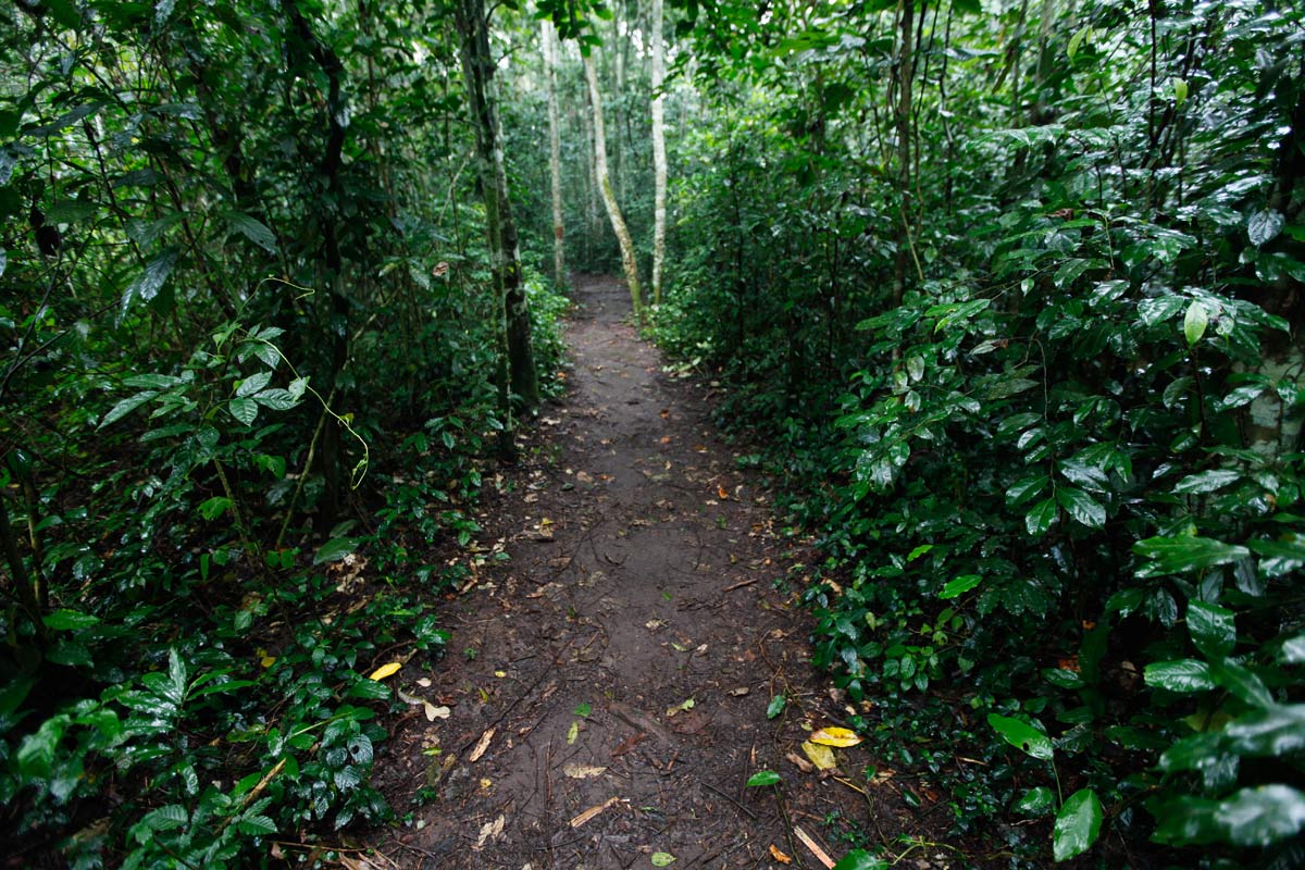 mabira forest