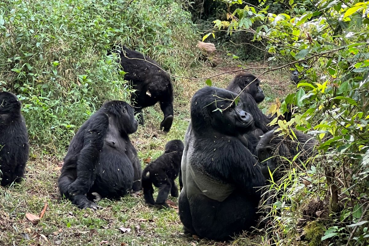 mountain-gorilla-trekking