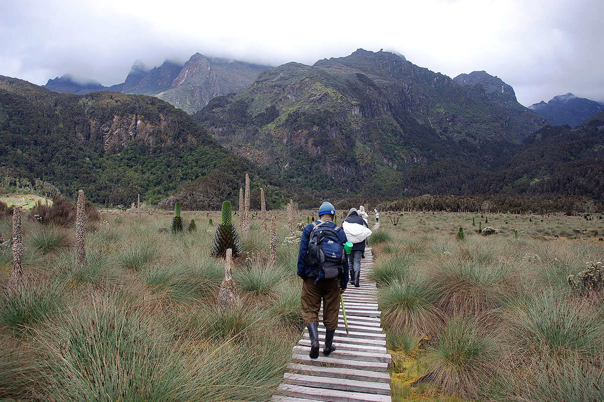 rwenzori hiking
