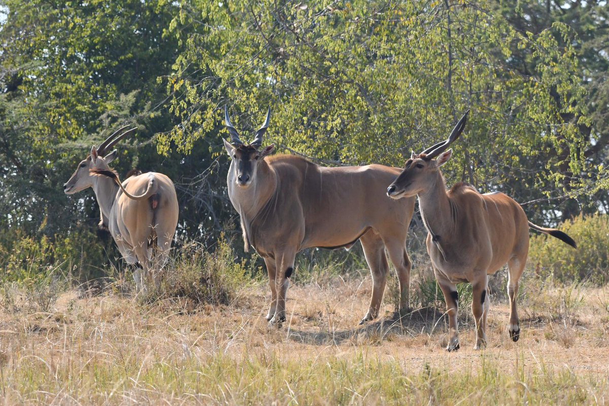 wildlife safari Rwanda