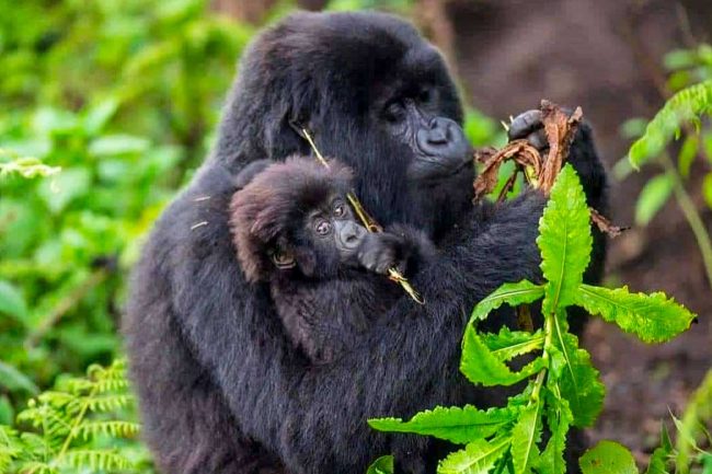 Best company for gorilla tours