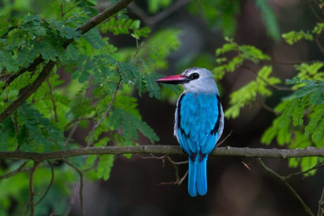 Birding in Rwanda