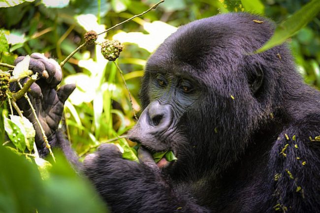 Gorilla habituation, Bwindi