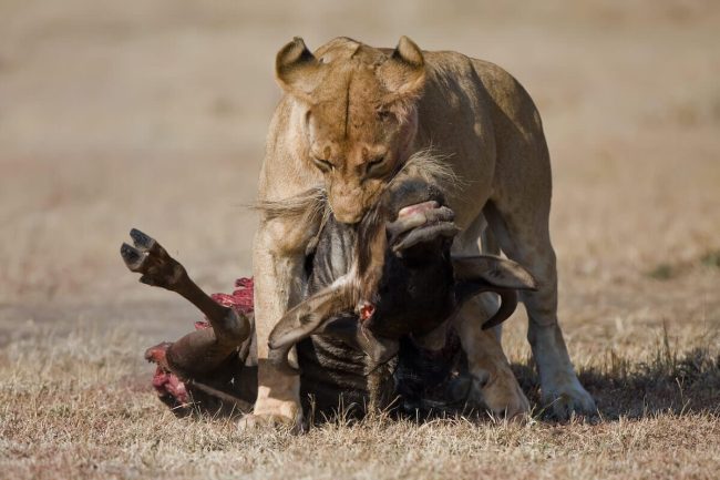 Serengeti National Park