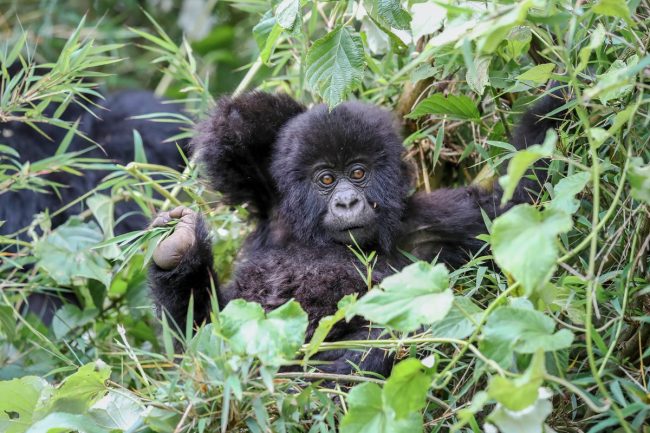 Best time for gorilla trekking