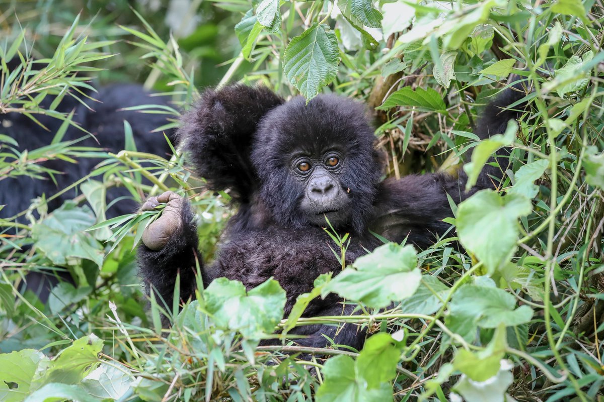 Best time for gorilla trekking