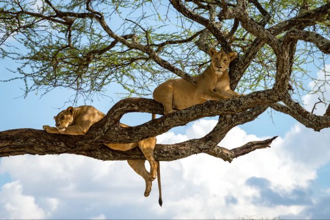 tree-climbing lions, Queen