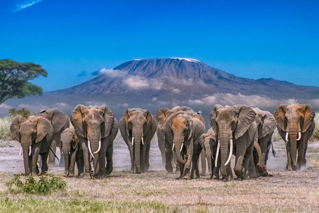 Amboseli National Park