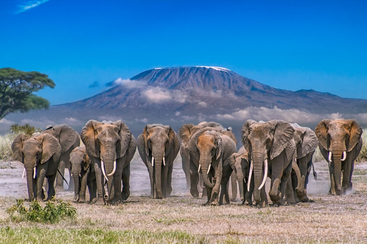 Amboseli National Park