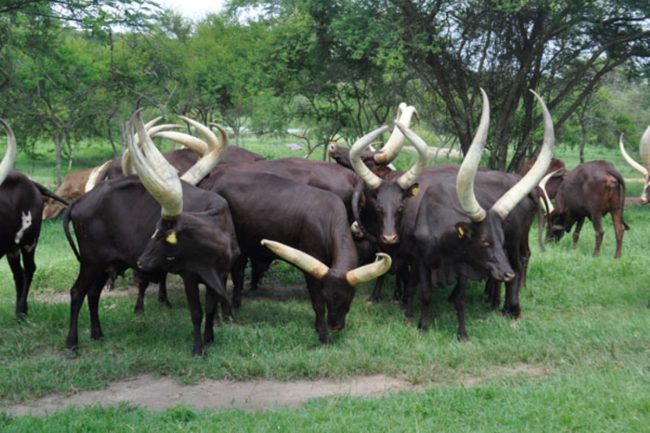Ankole long-horned cattle