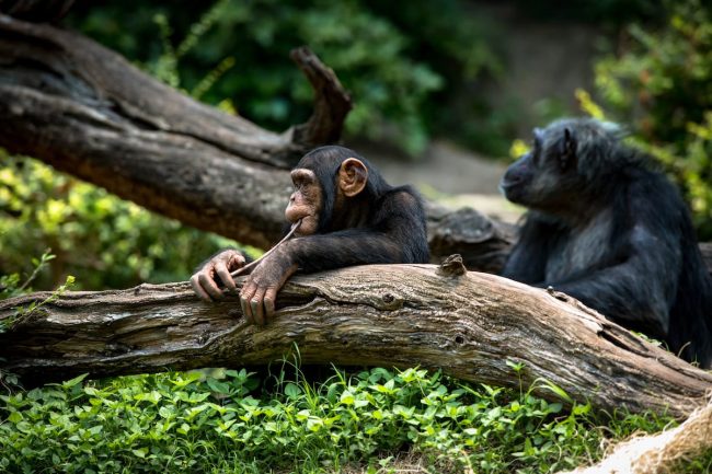 Kibale National Park