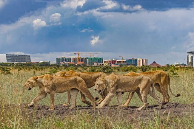 Nairobi National Park