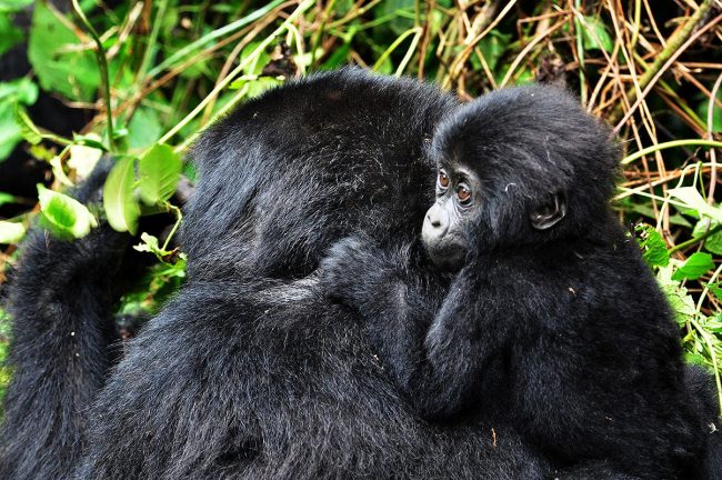 baby gorilla in Bwindi