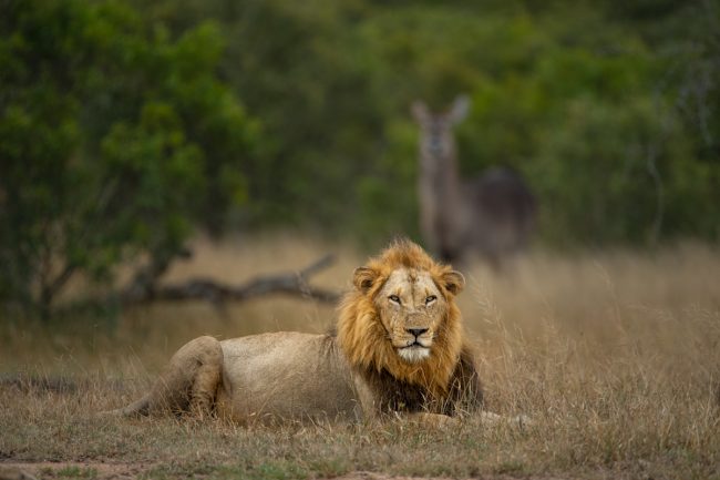 best parks for game drives in Uganda