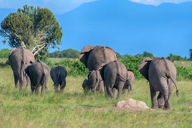 best places for proposals on safari