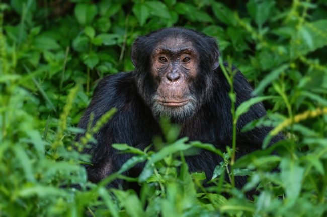 chimpanzee trekking in Budongo
