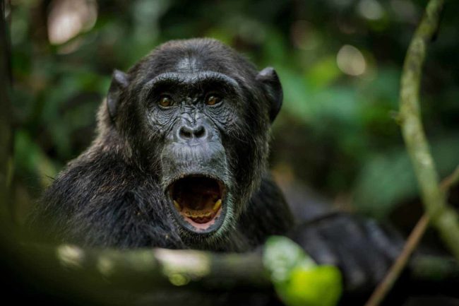 chimps civil war