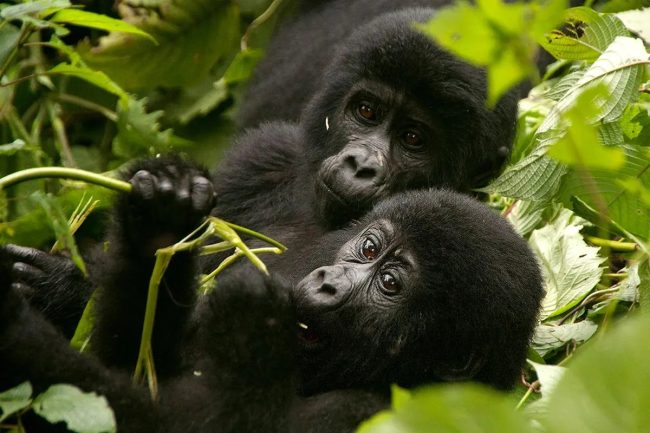 gorilla habituation permits