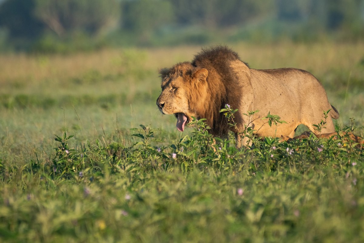 lion tracking in Queen Elizabeth