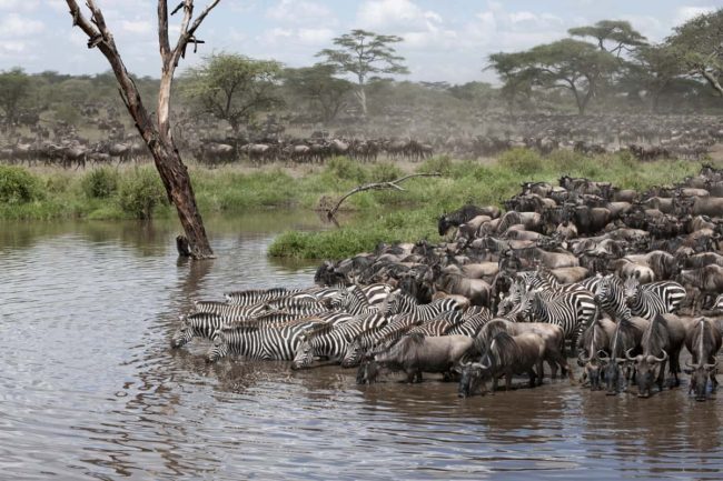 serengeti-Mara ecosystem