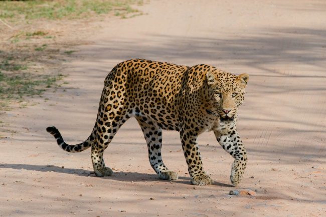 Big 5 safaris in Uganda