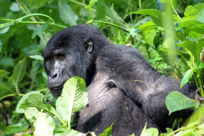 Combined Uganda and Rwanda group tours