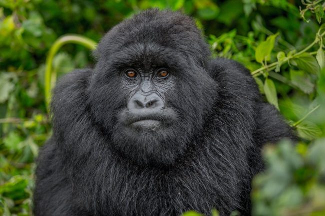 Gorilla trekking in Uganda