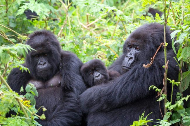 Gorilla trekking in the low season