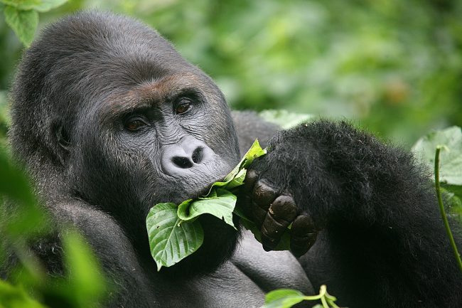 Gorilla trekking packing gear
