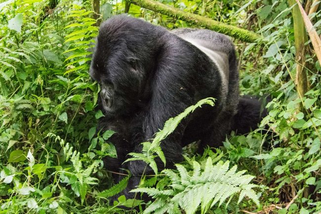 Gorilla trekking rules and regulations