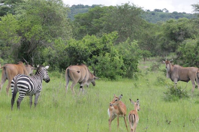 Lake Mburo National Park